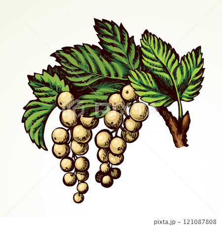 Currants on branch. Vector drawing Currants on branch. Vector drawing 121087808