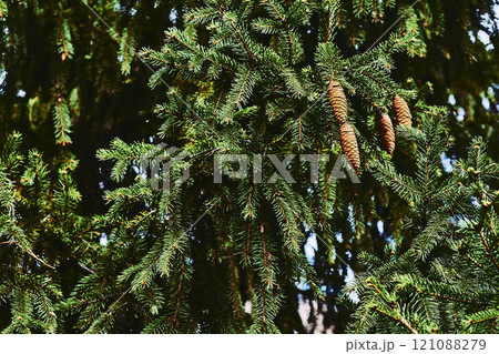 Fresh green saturated spruce branches fir with cones,needles 121088279
