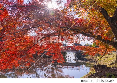 秋の京都　大覚寺　紅葉に包まれた大沢池エリアの天神島 121088367