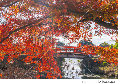 秋の京都　大覚寺　紅葉に包まれた大沢池エリアの天神島 121088368