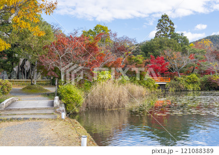 秋の京都　大覚寺　紅葉に包まれた大沢池エリアの天神島 121088389