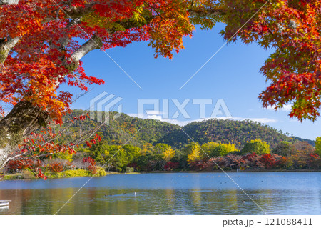 秋の京都　大覚寺　紅葉に包まれた大沢池の池舞台 121088411