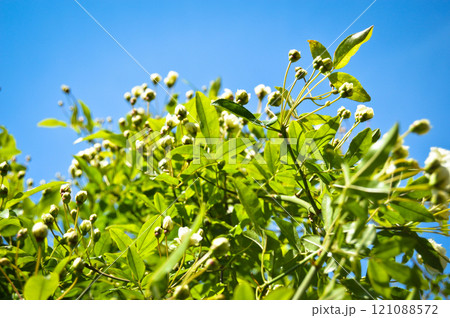 Spring branch white flower blossom, and clear blue sky, spring came Spring branch white flower blossom, and clear blue sky, spring came 121088572