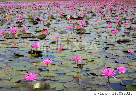 タイ、ウドンターニーの睡蓮 121089326