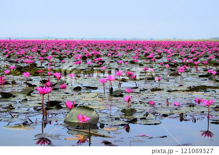 タイ、ウドンターニーの睡蓮 121089327