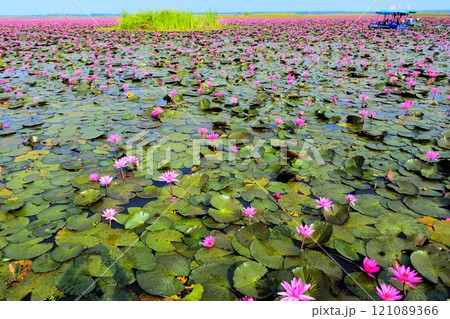 タイ、ウドンターニーの睡蓮 タイ、ウドンターニーの睡蓮 121089366