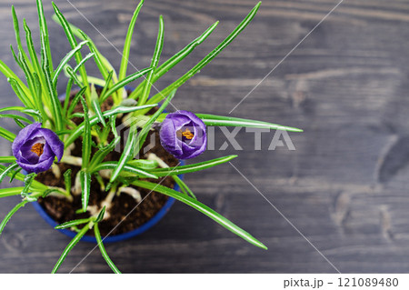 Overhead view of vibrant purple crocus flowers in blue planter on dark wooden background 121089480