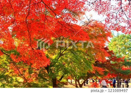 奈良公園の紅葉の風景 121089497