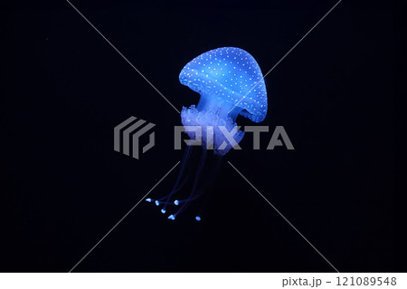 Tropical Jellyfish Phyllorhiza punctata white-spotted jellyfish underwater 121089548