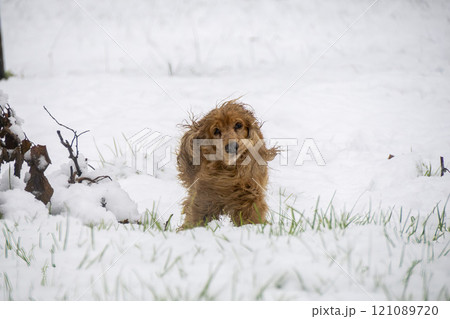 Happy cocker spaniel dog in the snow Happy cocker spaniel dog in the snow 121089720