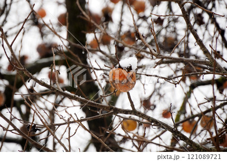 persimmon fruit kaki tree under the snow 121089721