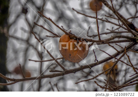 persimmon fruit kaki tree under the snow persimmon fruit kaki tree under the snow 121089722