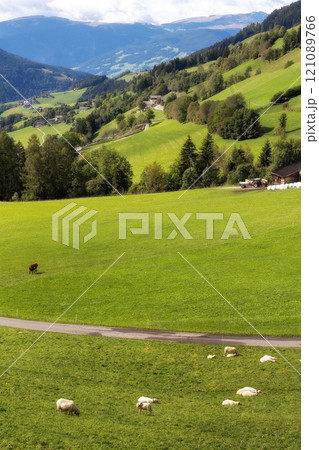 sheep eating grass on a green pasture sheep eating grass on a green pasture 121089766