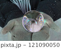 手の中の水晶 121090050