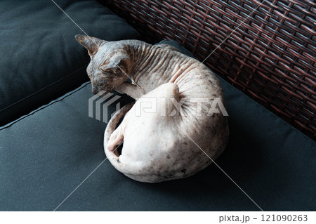 The cat is curled up on a black pillow. 121090263