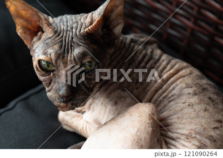 The cat's muzzle looks at the camera in close-up. An intelligent look as if it wants to say something. The cat's muzzle looks at the camera in close-up. An intelligent look as if it wants to say something. 121090264