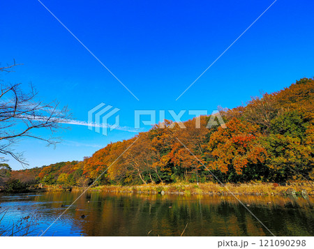 じゅんさい池の紅葉した森と青空 じゅんさい池の紅葉した森と青空 121090298