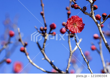 快晴の冬晴れの日、紅梅の咲く爽やかな花風景-3 快晴の冬晴れの日、紅梅の咲く爽やかな花風景-3 121090304