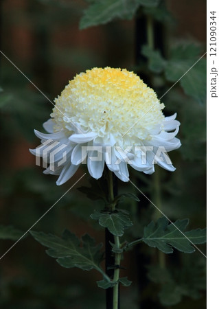 江戸菊　菊の花　鑑賞花 121090344
