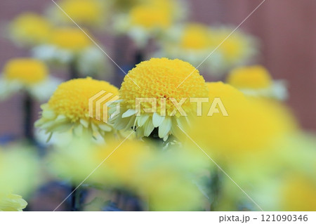 江戸菊　菊の花　鑑賞花 121090346