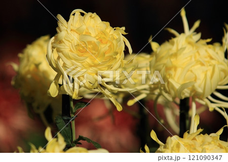 江戸菊 菊の花 鑑賞花 江戸菊 菊の花 鑑賞花 121090347