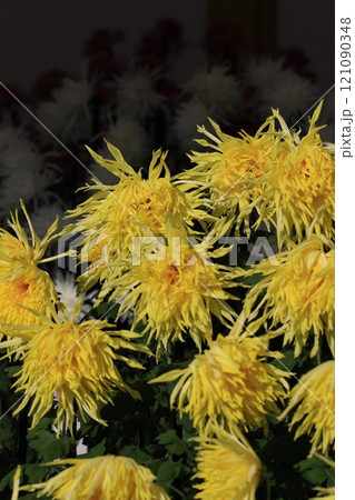 江戸菊　菊の花　鑑賞花 121090348