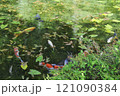 モネの池の鯉たち 121090384