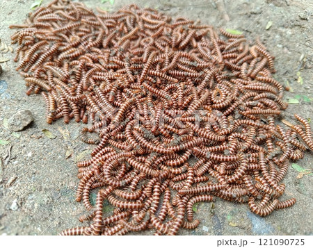 A picture of Millipede animals with selective focus A picture of Millipede animals with selective focus 121090725