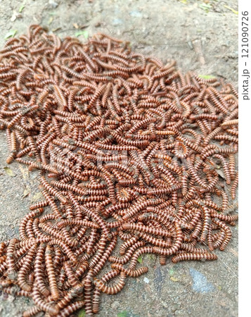 A picture of Millipede animals with selective focus A picture of Millipede animals with selective focus 121090726