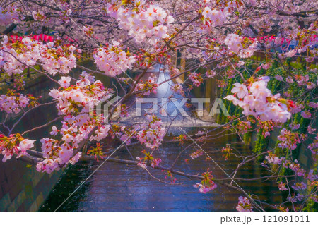 満開の桜と川の流れ 満開の桜と川の流れ 121091011