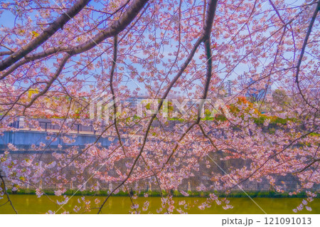 桜と川の景観 桜と川の景観 121091013