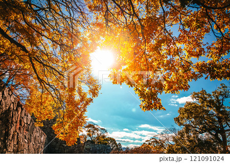 秋の光差す紅葉 秋の光差す紅葉 121091024