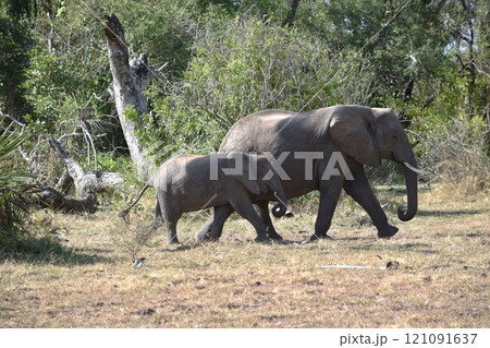 アフリカの野生動物たち アフリカの野生動物たち 121091637