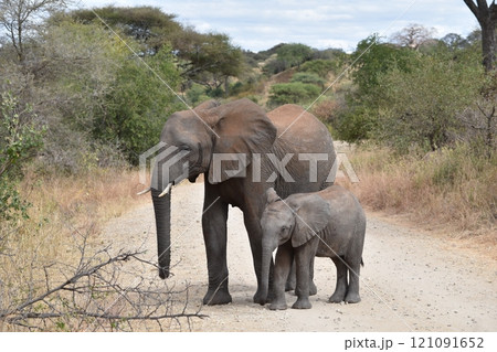 アフリカの野生動物たち 121091652