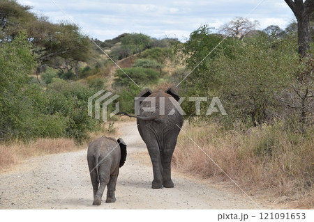 アフリカの野生動物たち 121091653