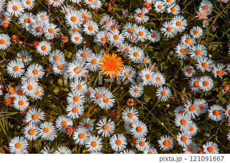 daisies flowers in a garden at spring in France daisies flowers in a garden at spring in France 121091667