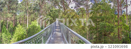 Elevated treetop walkway amidst tall eucalyptus trees in Great Otway National Park Elevated treetop walkway amidst tall eucalyptus trees in Great Otway National Park 121091698