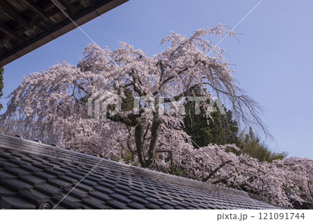 満開のなりひら桜　京都十輪寺の枝垂れ桜　十輪寺の業平桜　三方普感の庭に咲く天蓋の桜　京都の桜の名所　 121091744