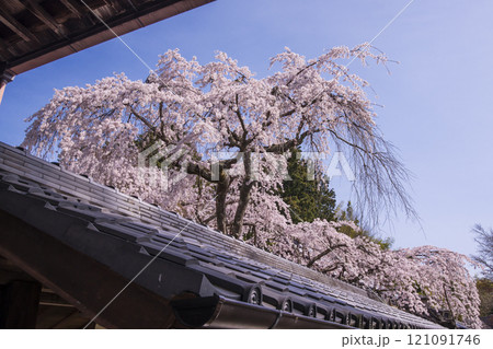 満開のなりひら桜　京都十輪寺の枝垂れ桜　十輪寺の業平桜　三方普感の庭に咲く天蓋の桜　京都の桜の名所　 121091746