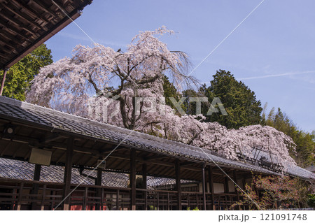 満開のなりひら桜　京都十輪寺の枝垂れ桜　十輪寺の業平桜　京都の桜の名所　天蓋の桜と三方普感の庭　京都観光スポット 121091748