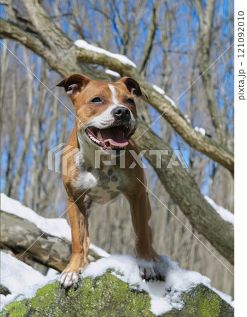staffordshire bull terrier 121092010