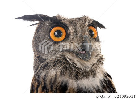 Eurasian eagle-owl in studio Eurasian eagle-owl in studio 121092011
