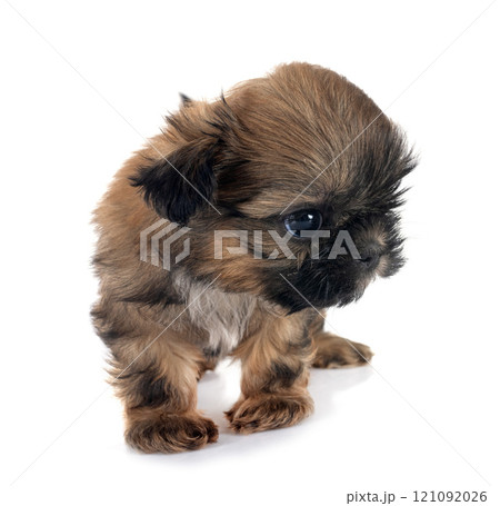 puppy Shih Tzu in studio puppy Shih Tzu in studio 121092026