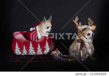 chihuahuas in studio 121092029