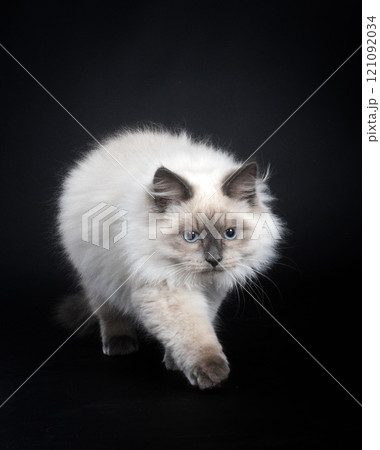 siberian cat in studio siberian cat in studio 121092034