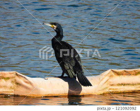 水辺に佇むカワウ 121092092