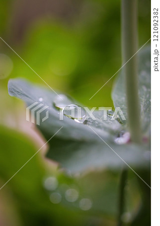 雨上がりの葉っぱに乗った水滴 121092382
