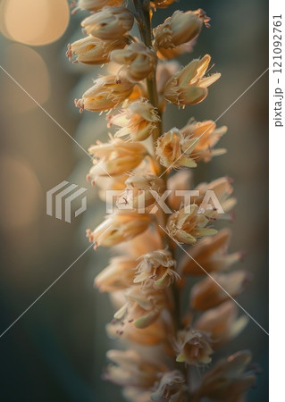 Serene Close-Up of Delicate Wildflowers in Golden Hour Light 121092761