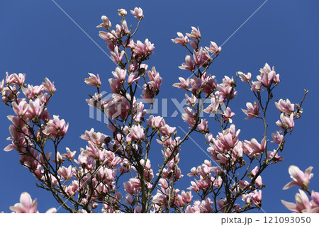 Magnolia tree flowers at spring Magnolia tree flowers at spring 121093050
