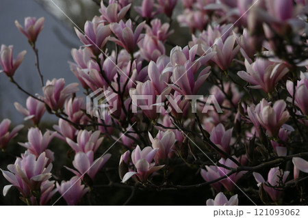Magnolia tree flowers at spring 121093062